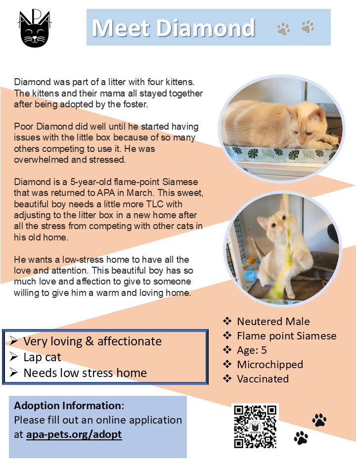 A digital flyer features a photo of Diamond, a cream and orange Siamese cat, along with info about his age, temperament, care needs, and adoption details from APA, including key traits like being affectionate, calm, and needing a low-stress home.