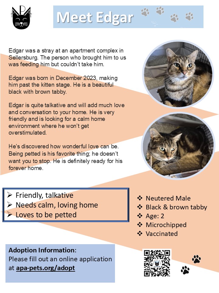 A flyer introducing Edgar, a brown tabby cat with yellow eyes. It lists his traits, like being friendly and talkative, and provides adoption information with photos of Edgar in the top right and center.