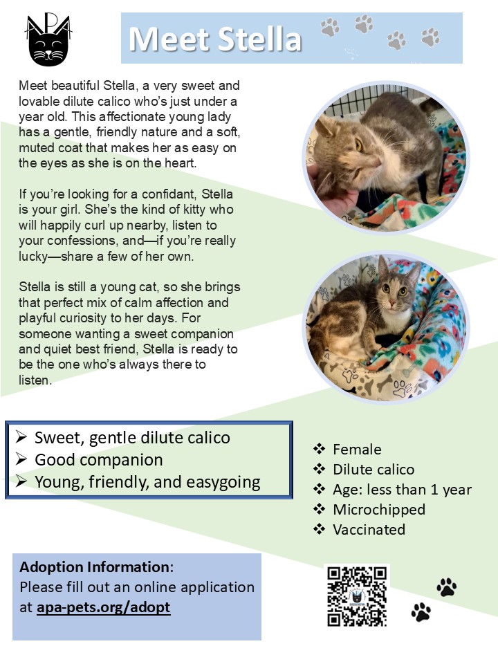 Flyer for Meet Stella featuring photos of a sweet gray and white cat named Stella lounging on a cat tree, with adoption details, personality traits, and adoption info text on a pastel blue and green background.