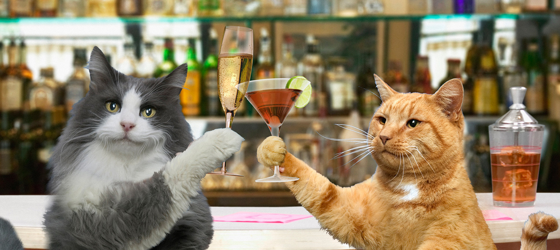 Кошка постоянно пьет. Кошка с бокалом. Кот с выпивкой. Кот бармен. Котики и алкоголь.